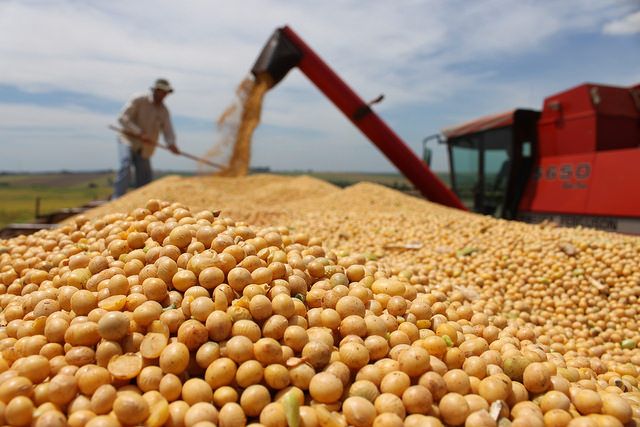 Produção de soja no Nordeste 