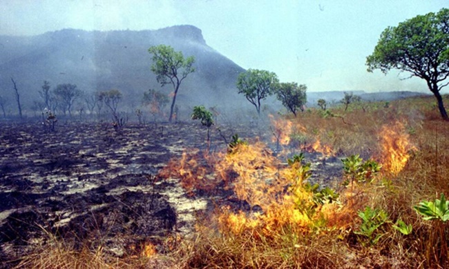 Vegetação e solo queimados por um incêndio florestal