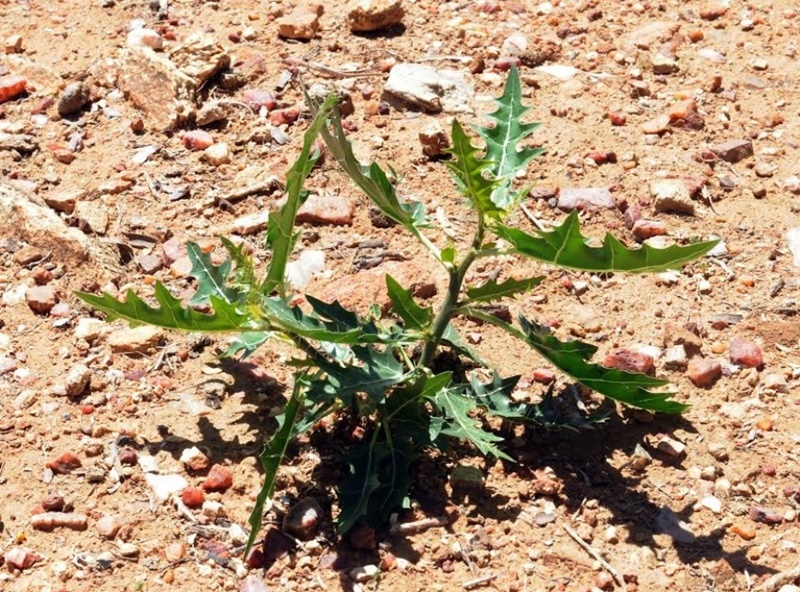 Área desertificada, cascalho e pedras, com uma pequena planta verde