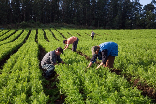 Agricultores familiares trabalhando em lavoura