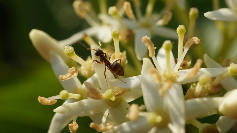 formiga em uma flor, biodiversidade no dia do meio ambiente