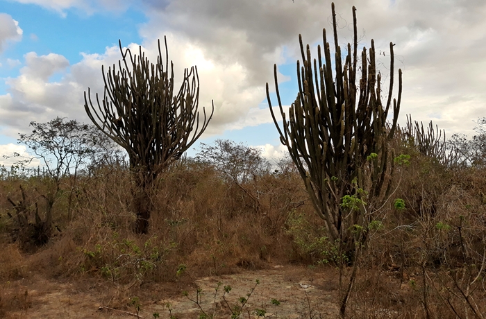 Caatinga durante a estação seca_nova delimitação do Semiárido