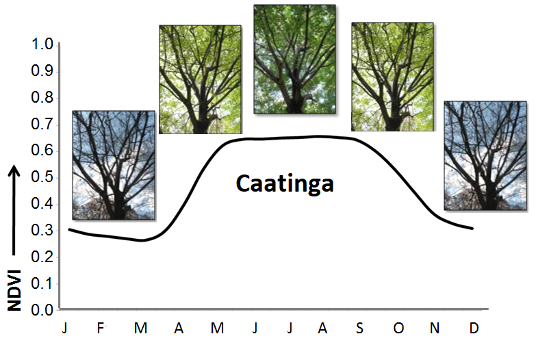 Gráfico mostra vegetação verde e seca na Caatinga