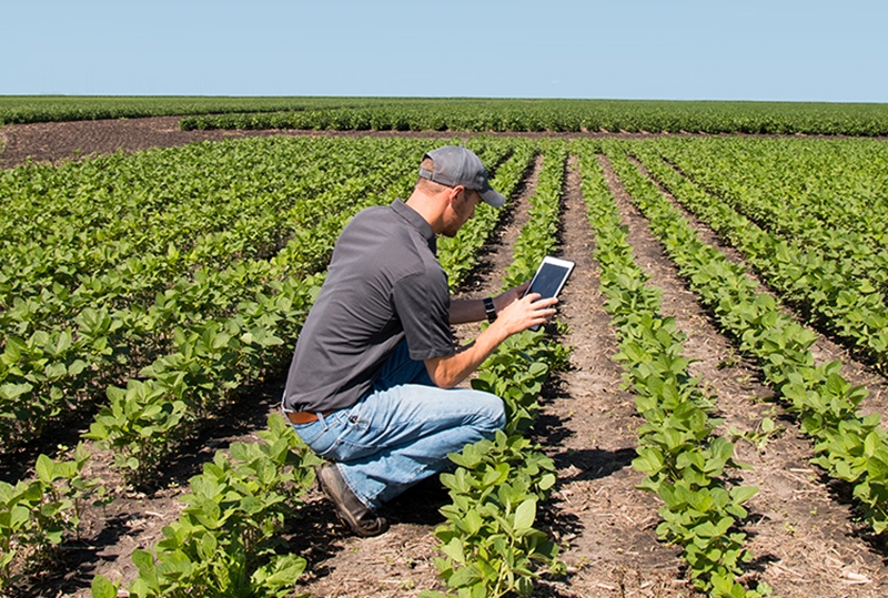 Consultor agrícola realizando diagnóstico da lavoura