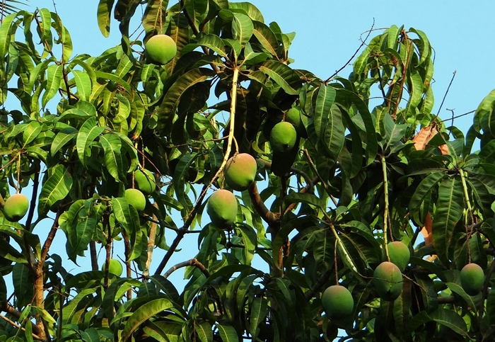 Manga e fruticultura em Petrolina