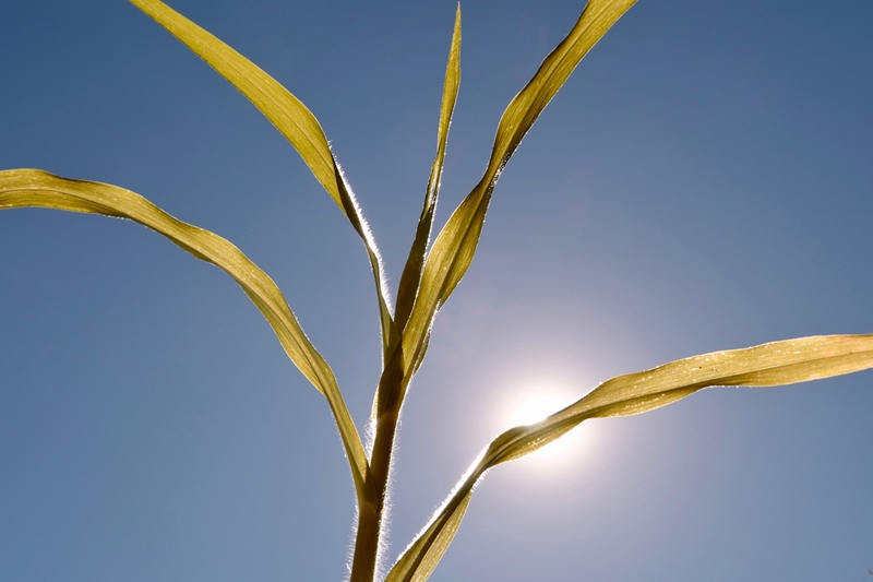 Onda de calor e seca levam à perda da produção agrícola