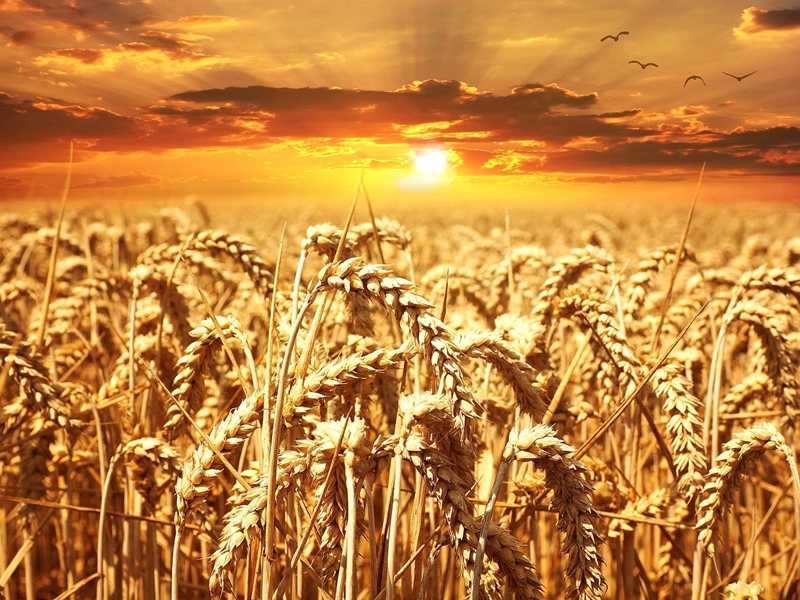 La Niña afetará preço do trigo no Brasil. 