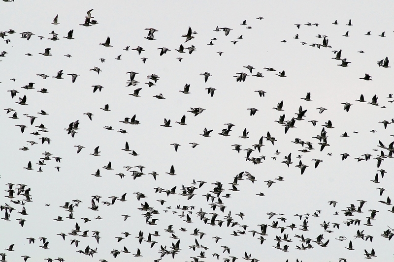 Aves migratórias fogem do Semiárido durante as secas