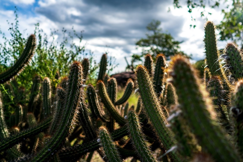 Cactos da Caatinga