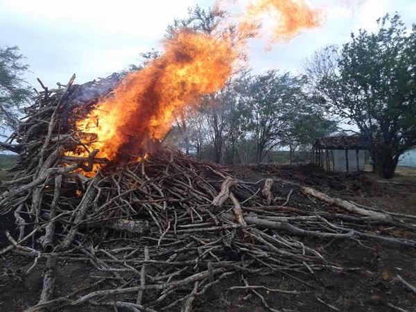 Queimada da vegetação da Caatinga, conhecida como coivara