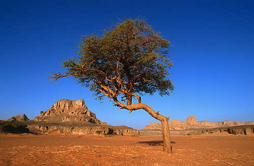 Paisagem rural desertificada, solo vermelho e uma árvore