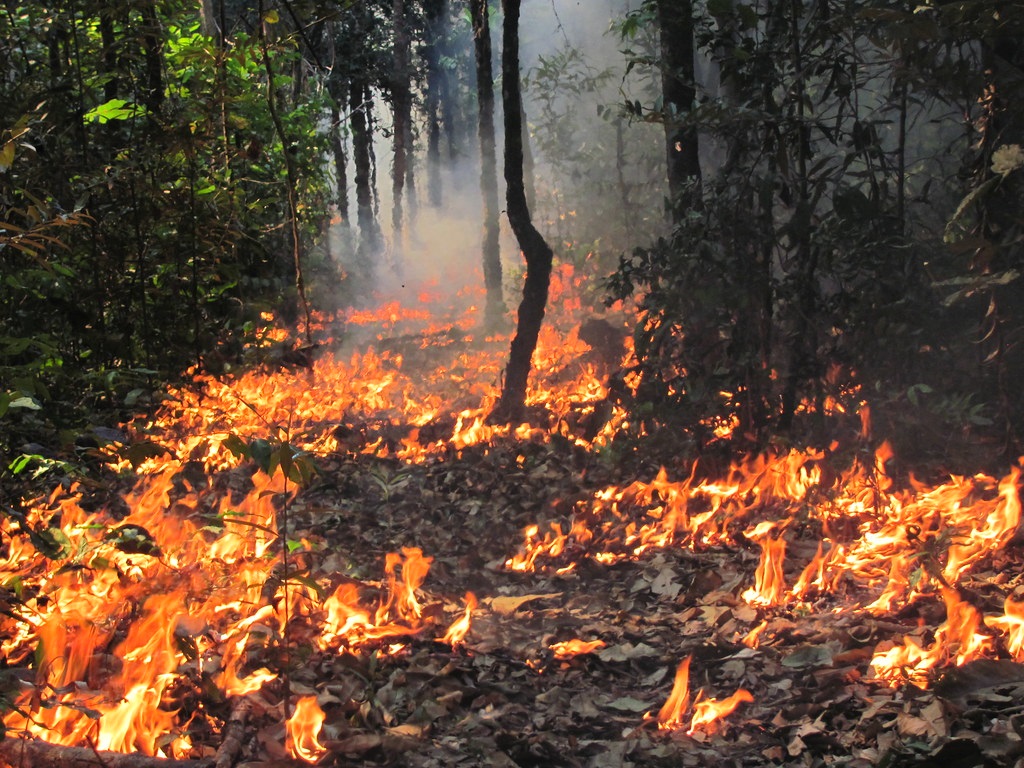 queima controlada de áreas de floresta na Fazenda Tanguro, em Querência (MT). Fotos: Paulo Brando.