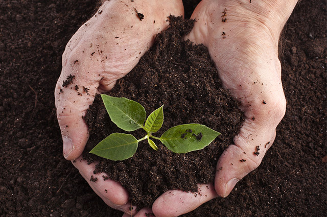 Mãos com uma planta e solo com adubo