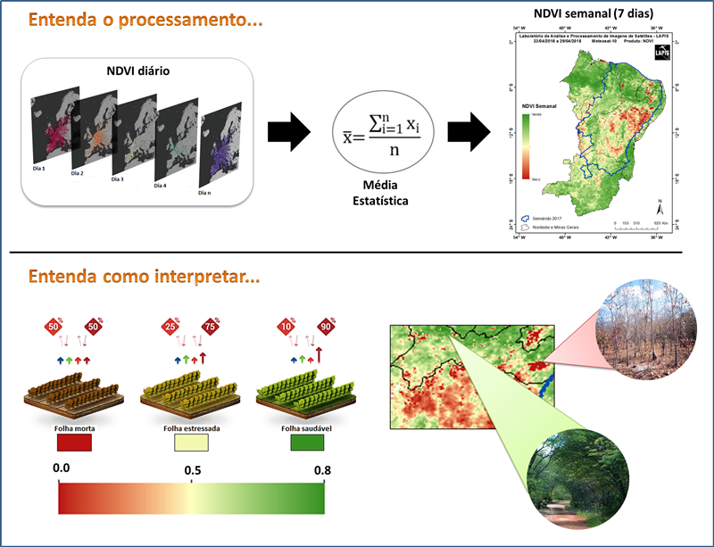 Processamento e interpretação de imagens da cobertura vegetal.